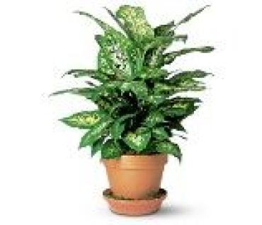Diffenbachia Plant